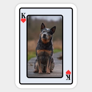 Blue Cattle Dog Sticker